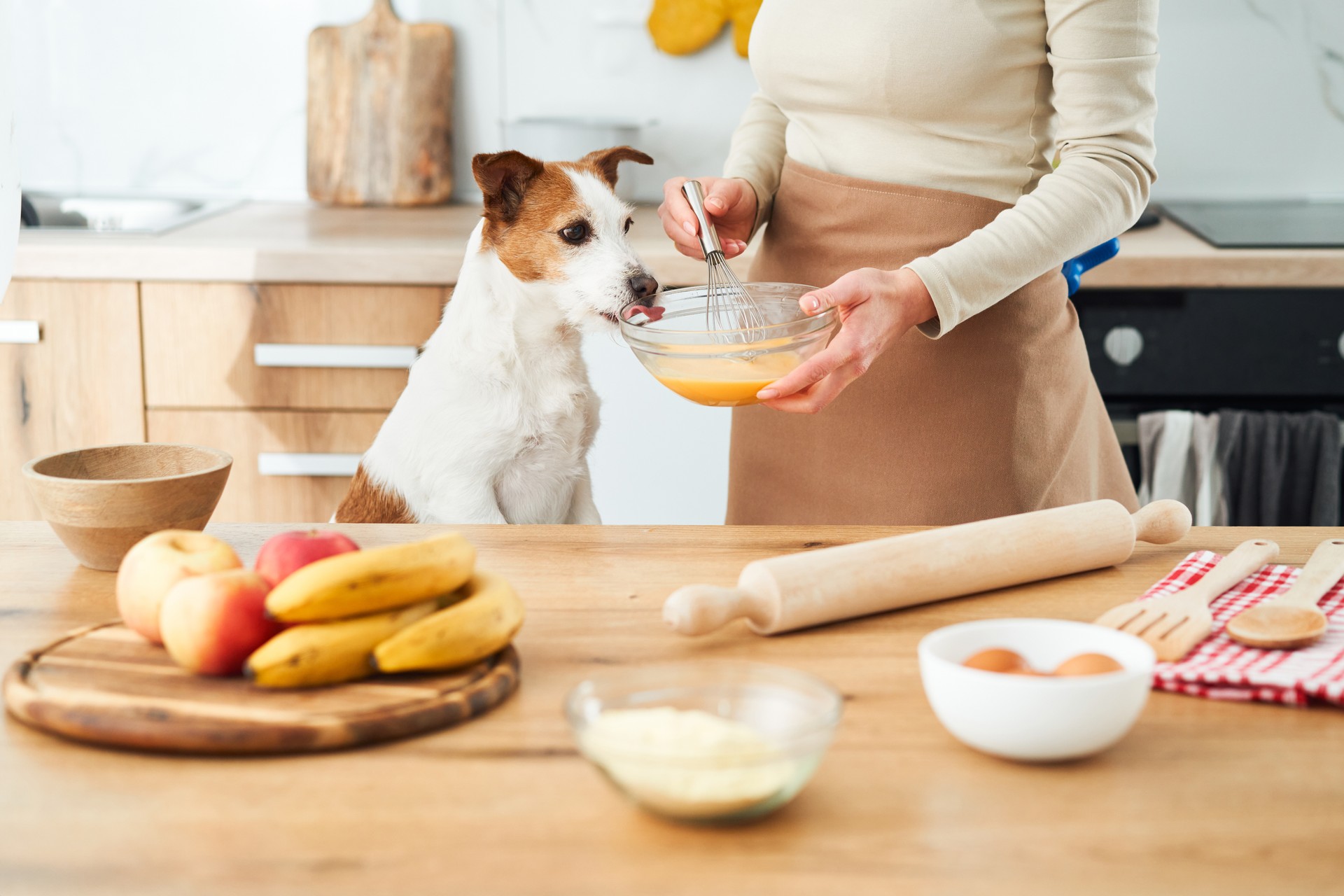 Jack Russell Terrier involved in baking